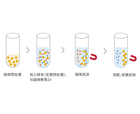 琼脂糖磁性微球-蛋白纯化解决方案
