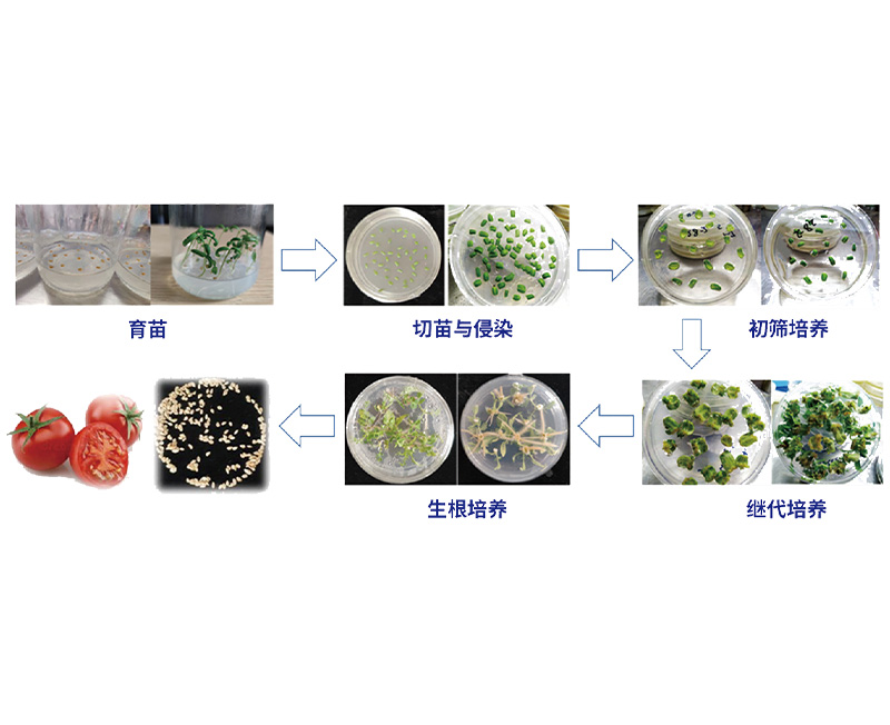淡白彩页-遗传转化与基因编辑服务